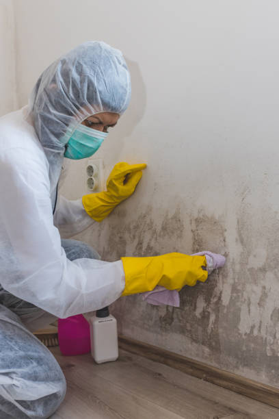 Garden City, MO Mold Removal Company